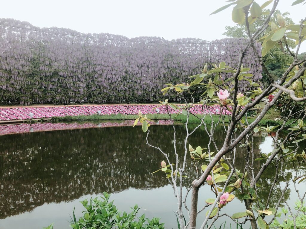 むらさき藤のスクリーン