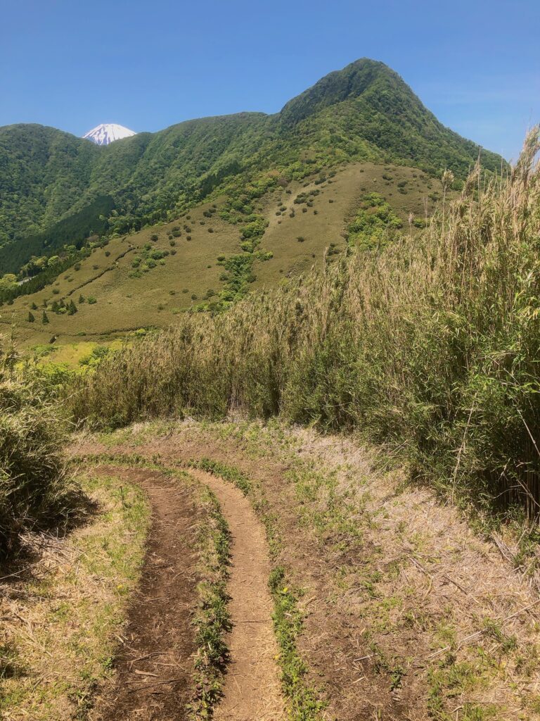 金時山へは登らず、矢倉沢峠から仙石原へ下山します