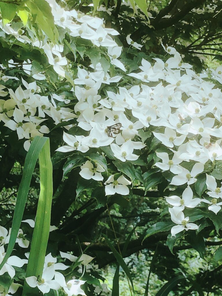 白い花がたくさん咲いてます（一丁平付近）