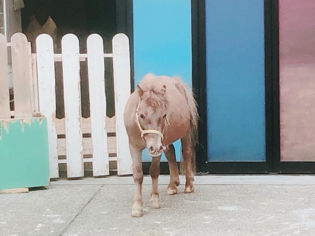 目があったら寄ってきました