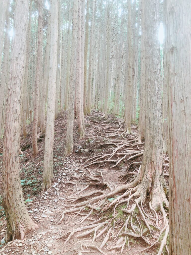 この根っこ地獄が辛い