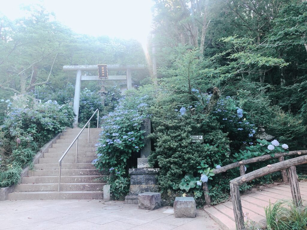 アジサイが綺麗な天上山公園を進みます