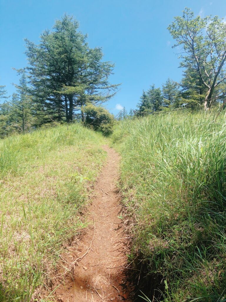 森林限界を越えて、気持ちいい道にでました