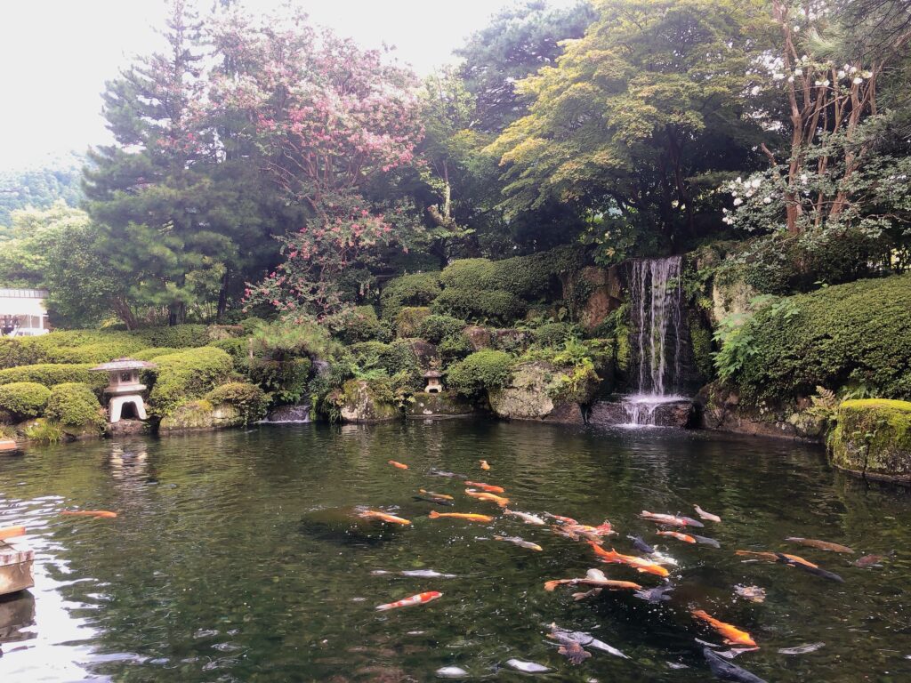 食事会場の前にある池には鯉がいっぱい