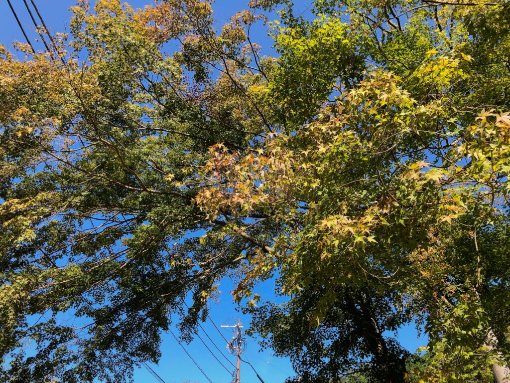 高尾山の紅葉🍁はまだまだかな