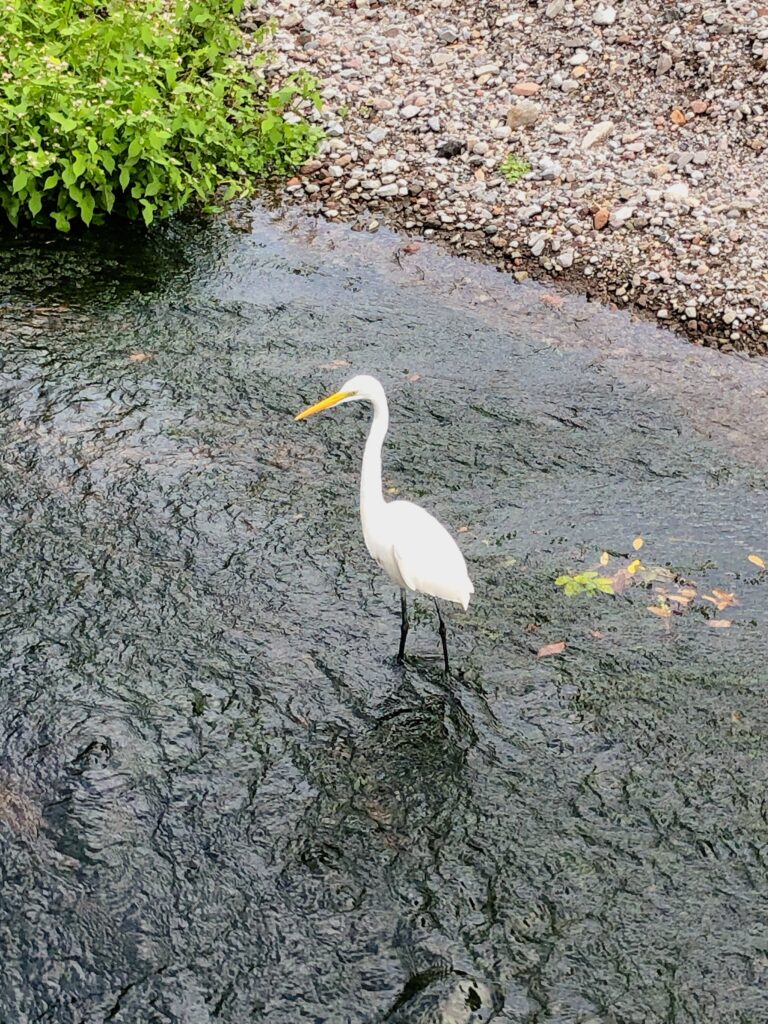 金鱗湖に向かう途中の川
作り物かと思ったら、生きていました