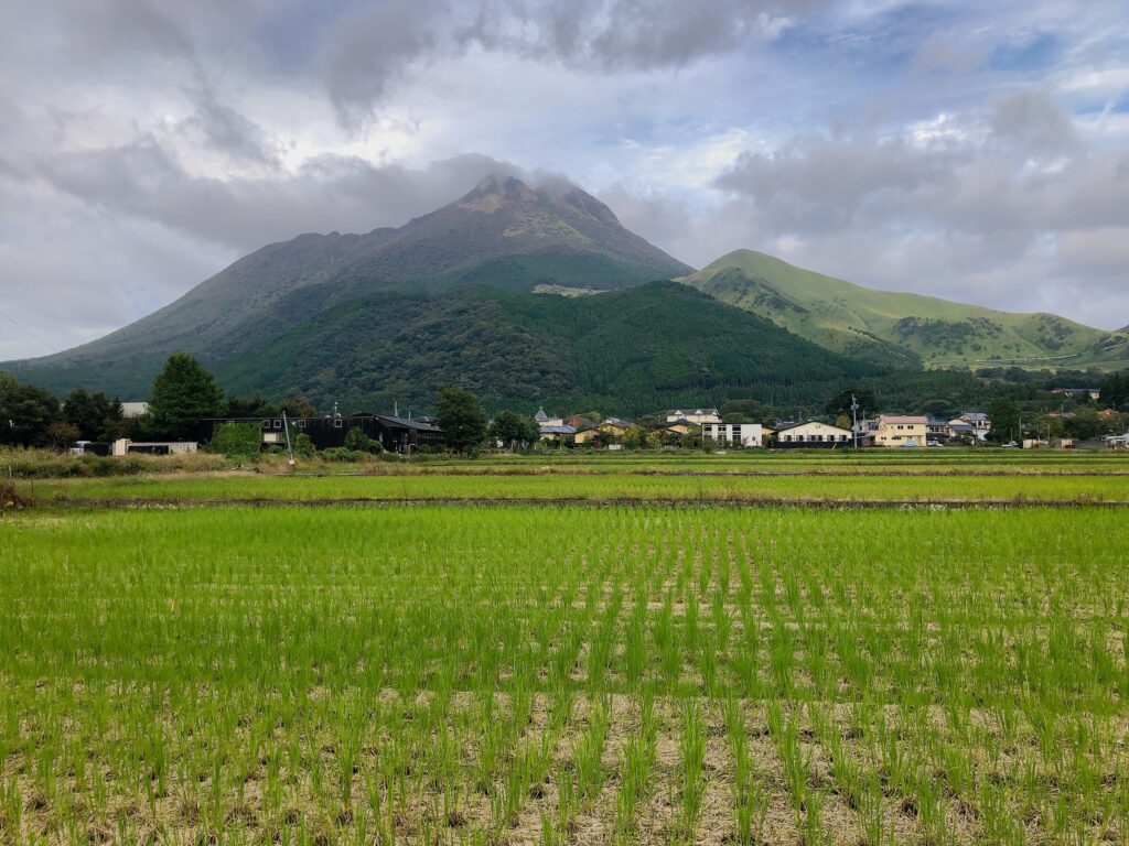 田んぼの奥に由布岳