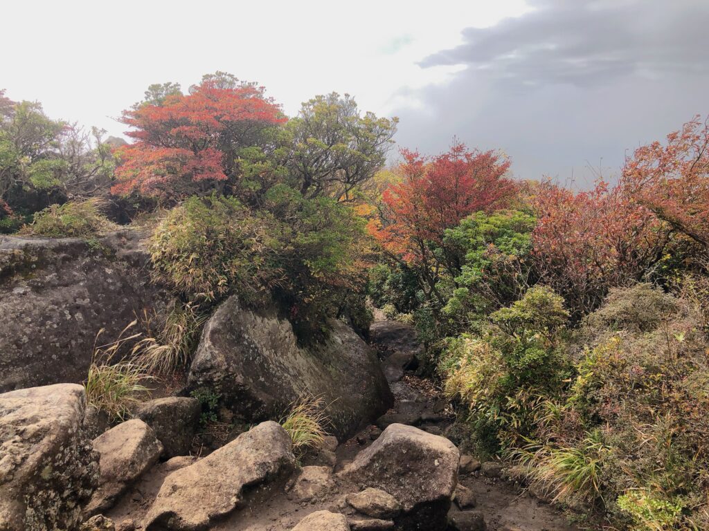 真っ赤に紅葉してます🍁