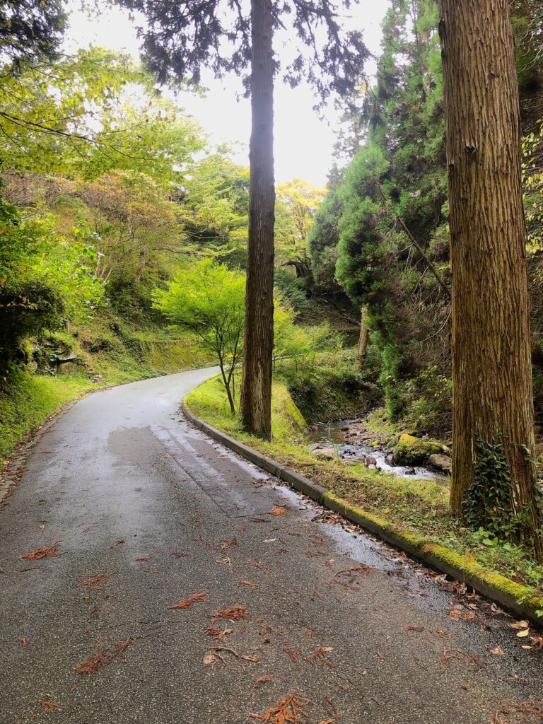 ずっと山の中を歩いていきます