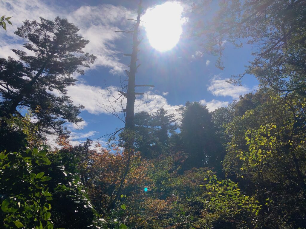 樹林帯の合間からまぶしい太陽