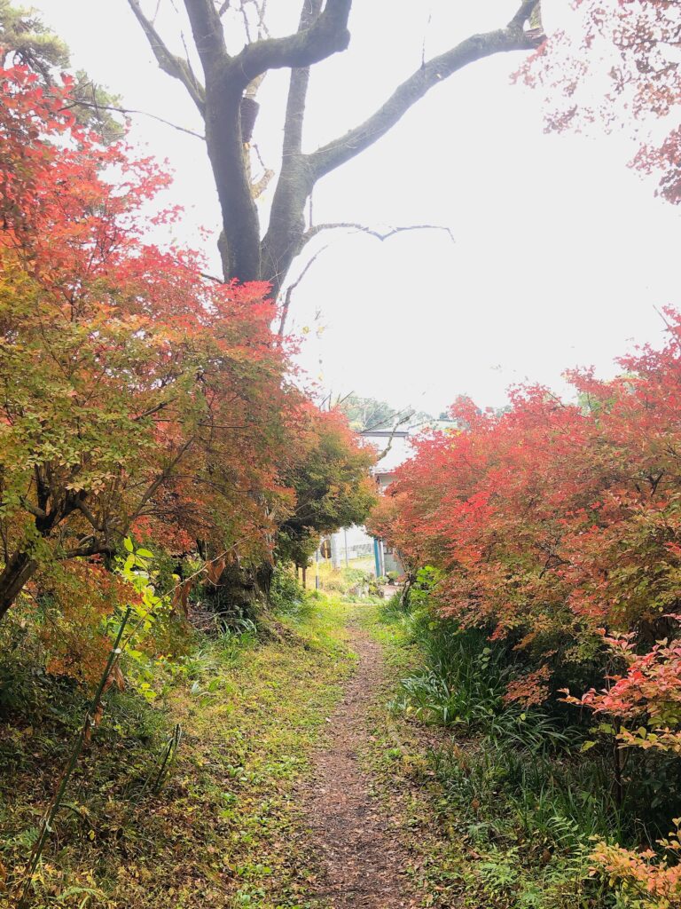 紅葉のトンネル