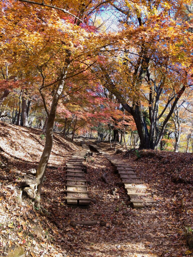 ここの紅葉はすごく綺麗！