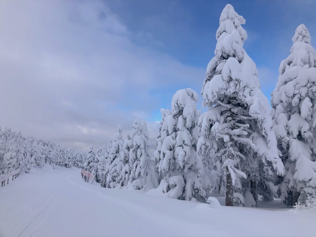 どこまでも続く樹氷が綺麗ですね！