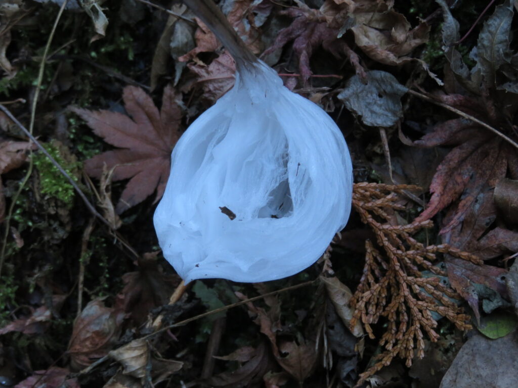 氷の花「シモバシラ」