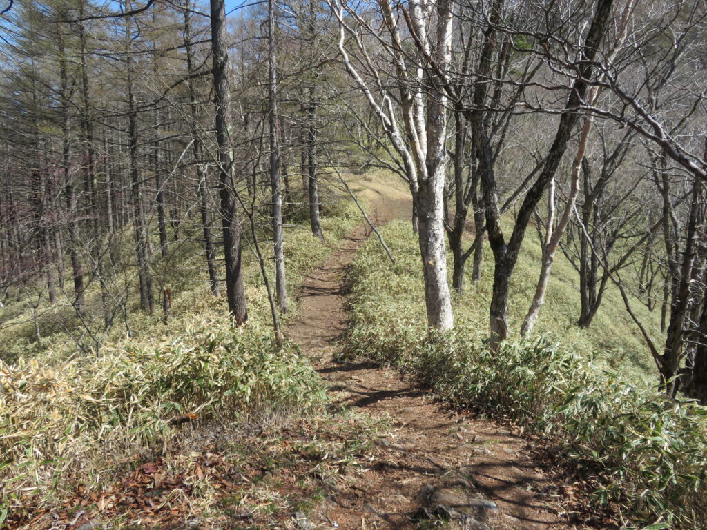 しばらく樹林帯の中を登っていきます