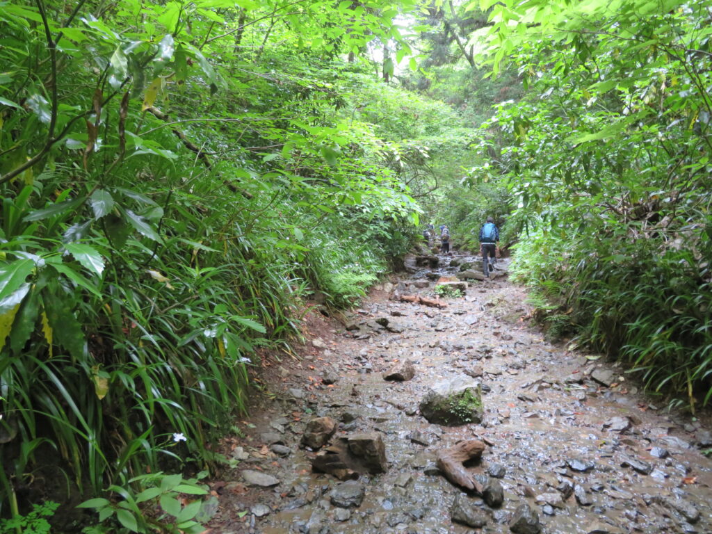 6号路を登っていきます