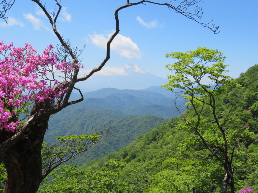 綺麗な富士山