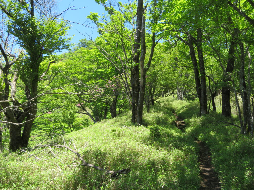 深い緑の木々が綺麗