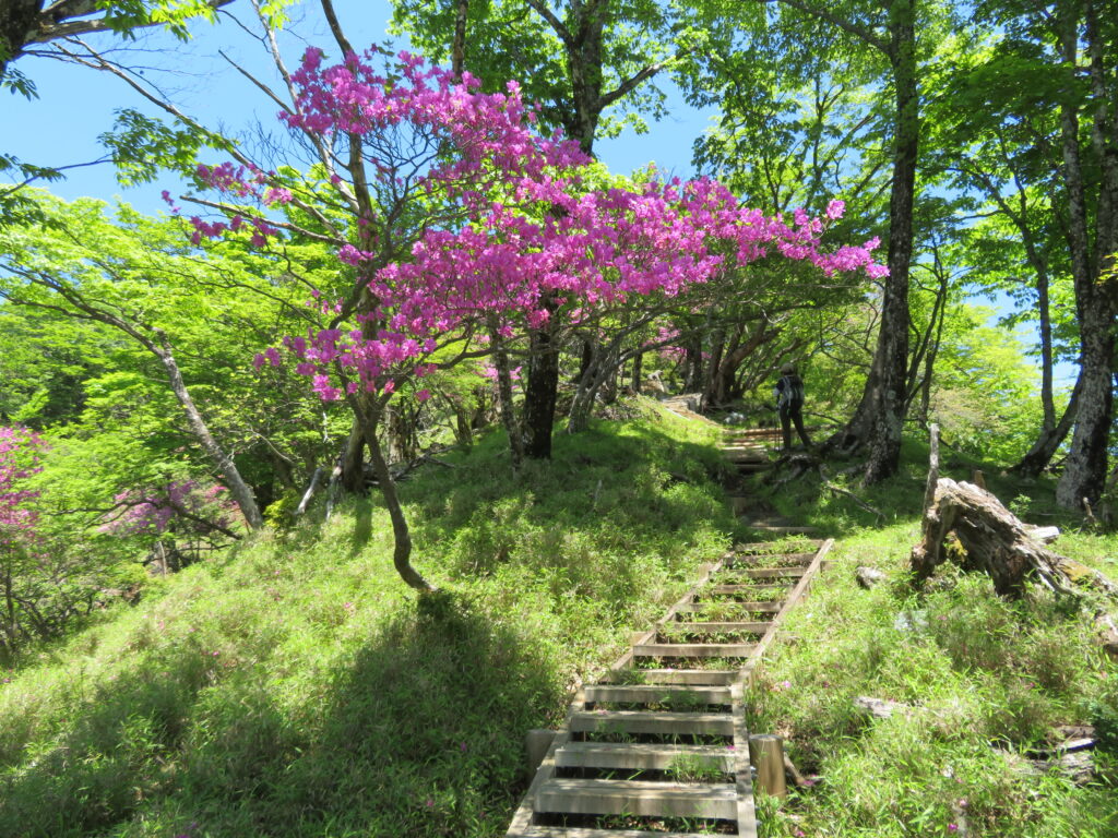 丹沢らしい登山道