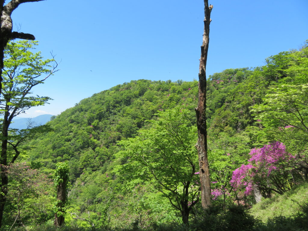 大室山までまだまだ登ります
