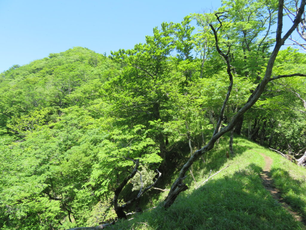 大室山までは景色がよい道を進みます