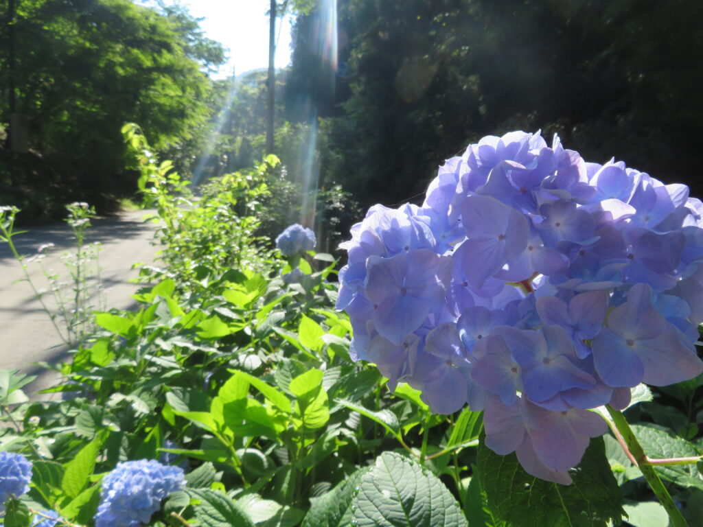 アジサイが綺麗