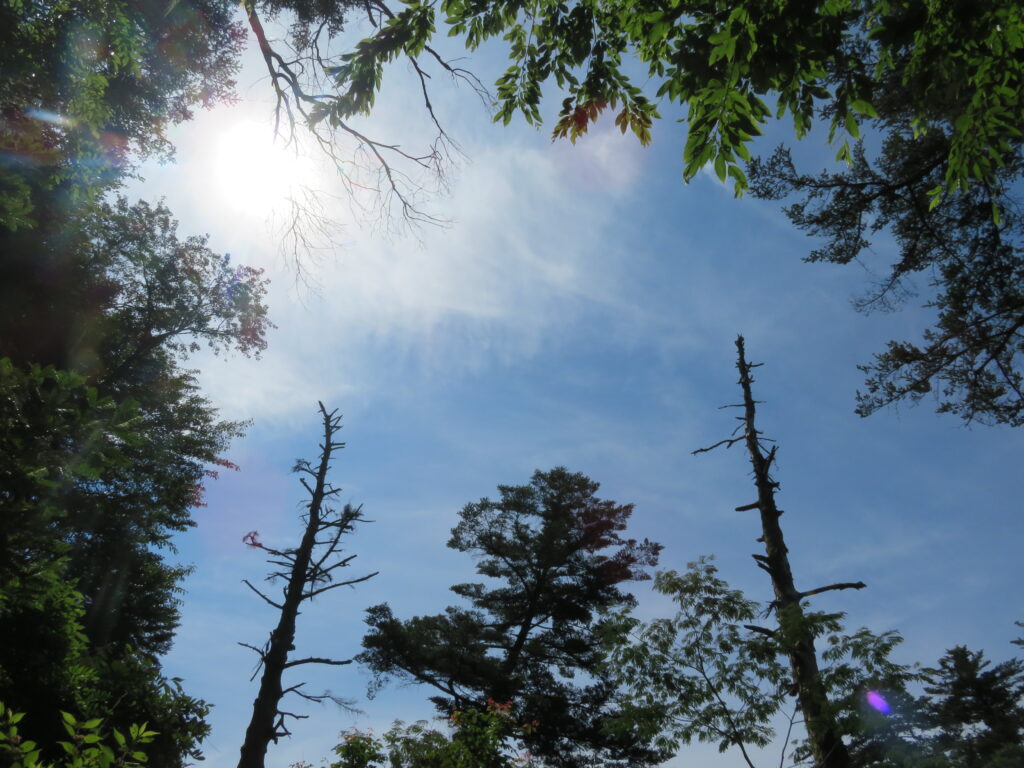 木の間から見える青空