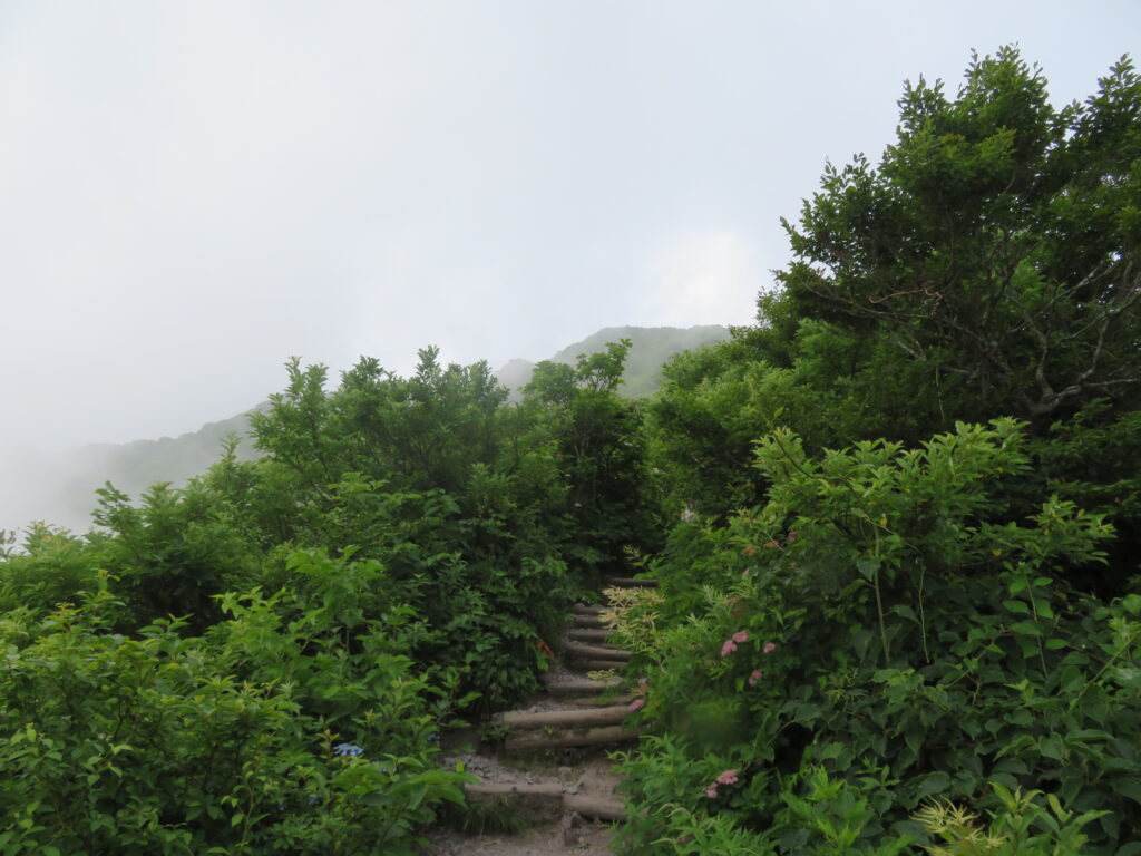 6合目を過ぎると森林限界を越えて景色が良くなってきます!