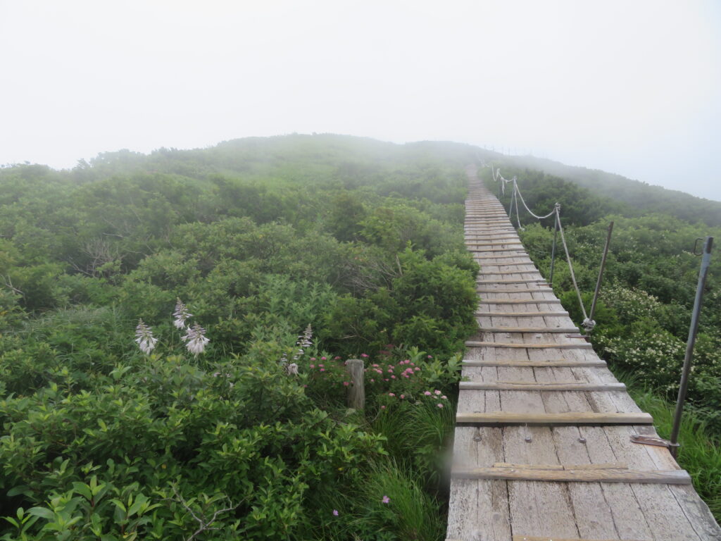長い木道を歩きながら景色を楽しみます!