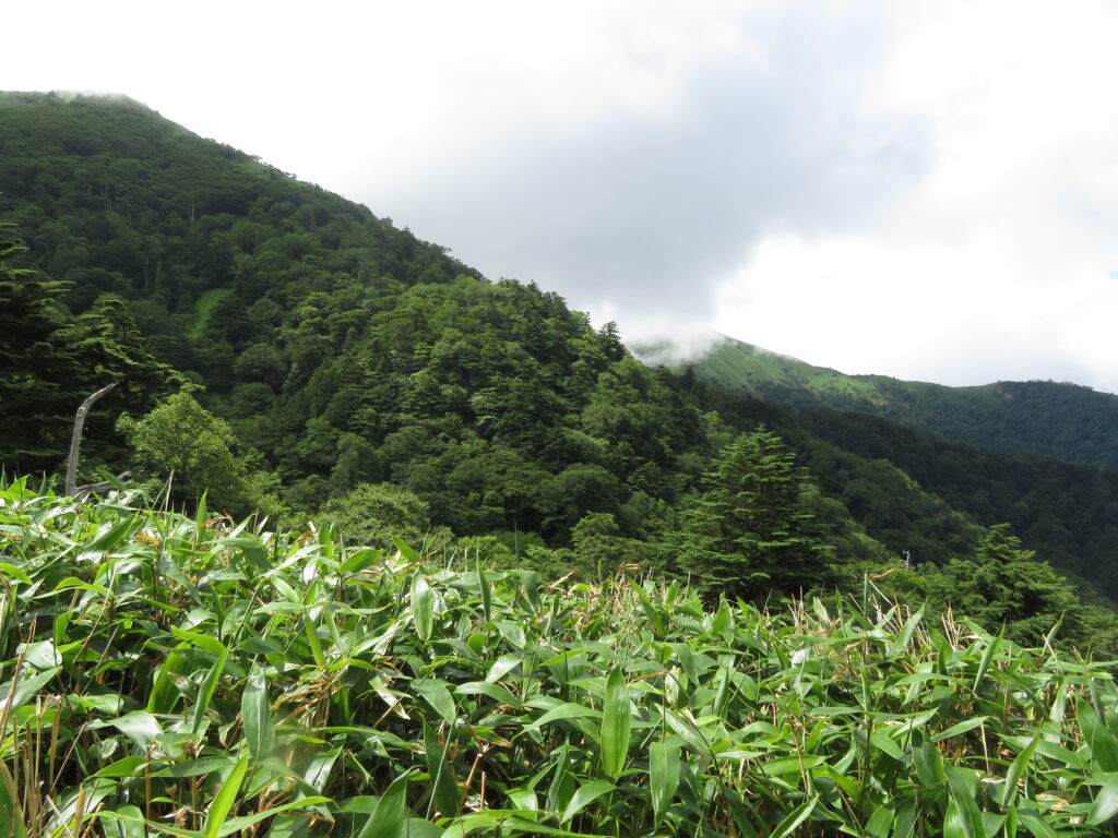 一面の笹原