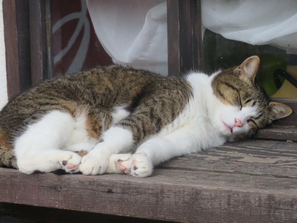 石鎚神社中宮まで下山してきました