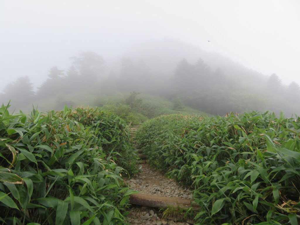 山頂までまだまだ登ります