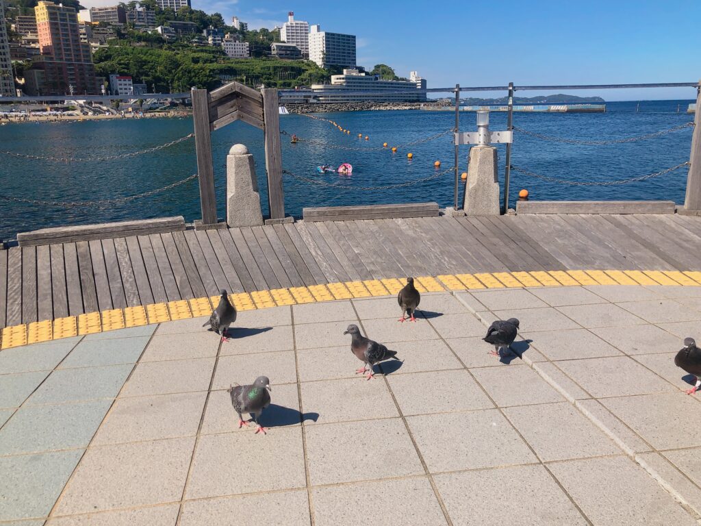 ムーンテラス
いつも利用しているベンチで休憩
鳩がいっぱいいます