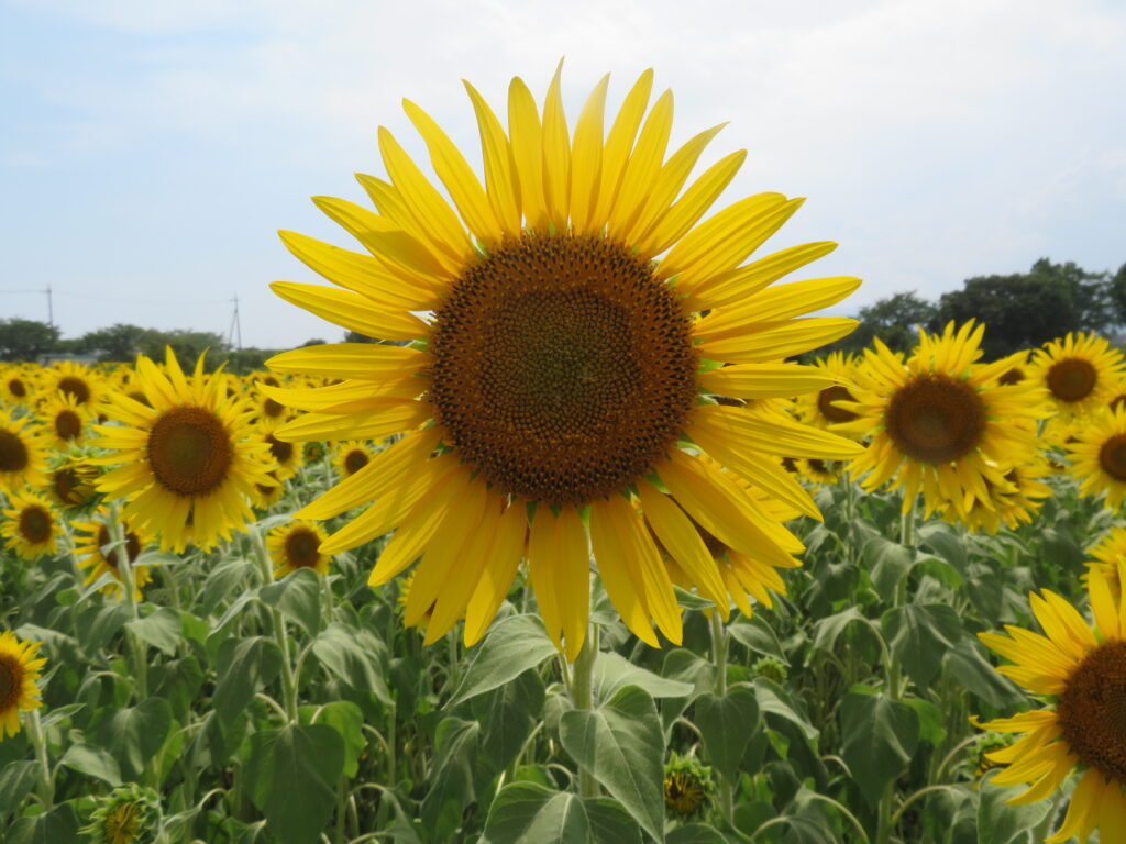 ひまわり畑②