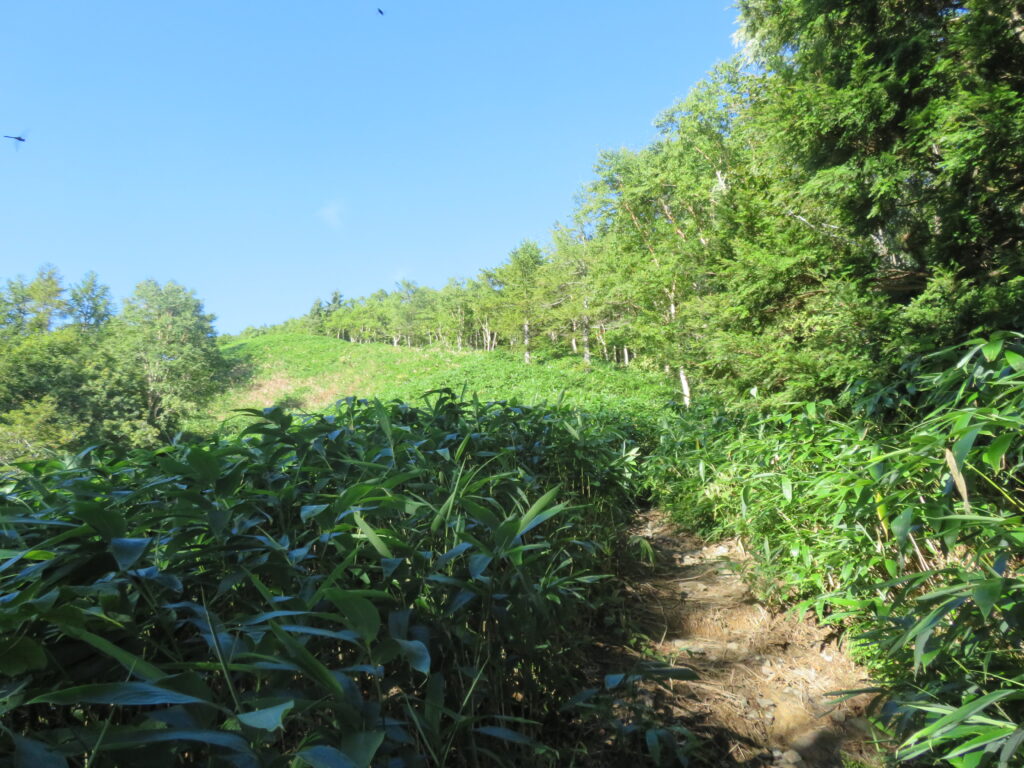 気持ちいい登山道が続きます