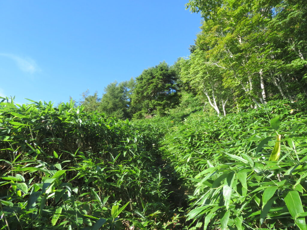 笹原の深い緑色が綺麗