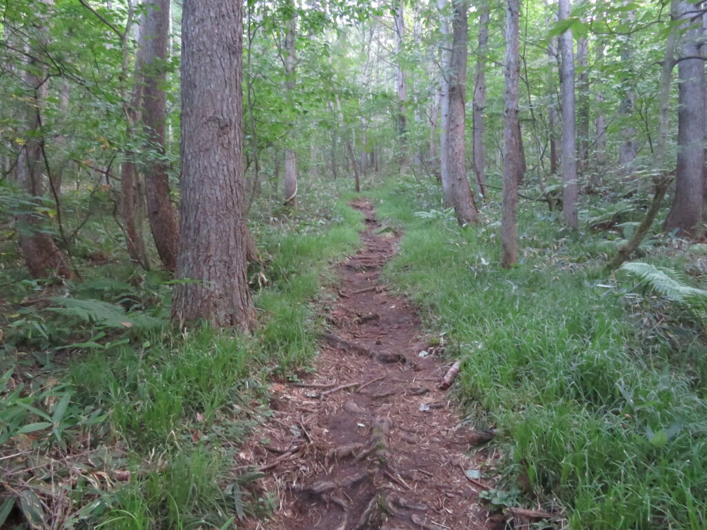 樹林帯を登っていきます
