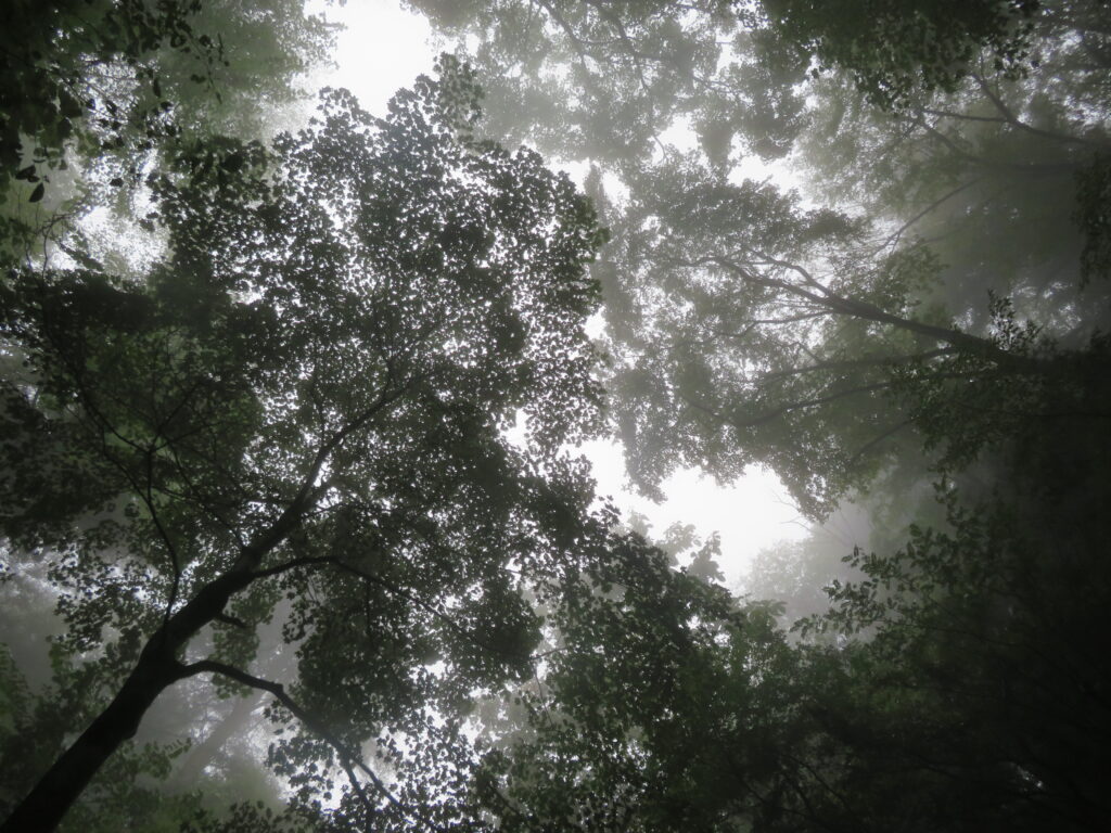 幻想的