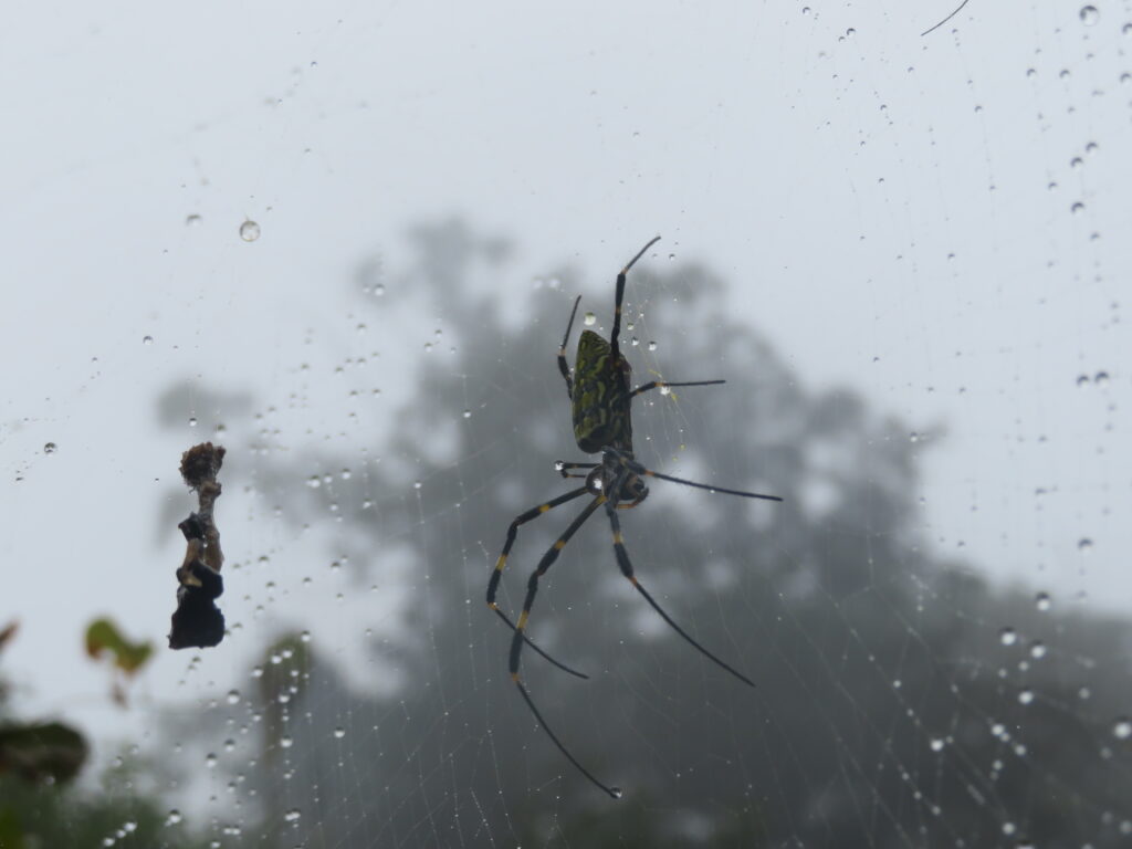 蜘蛛