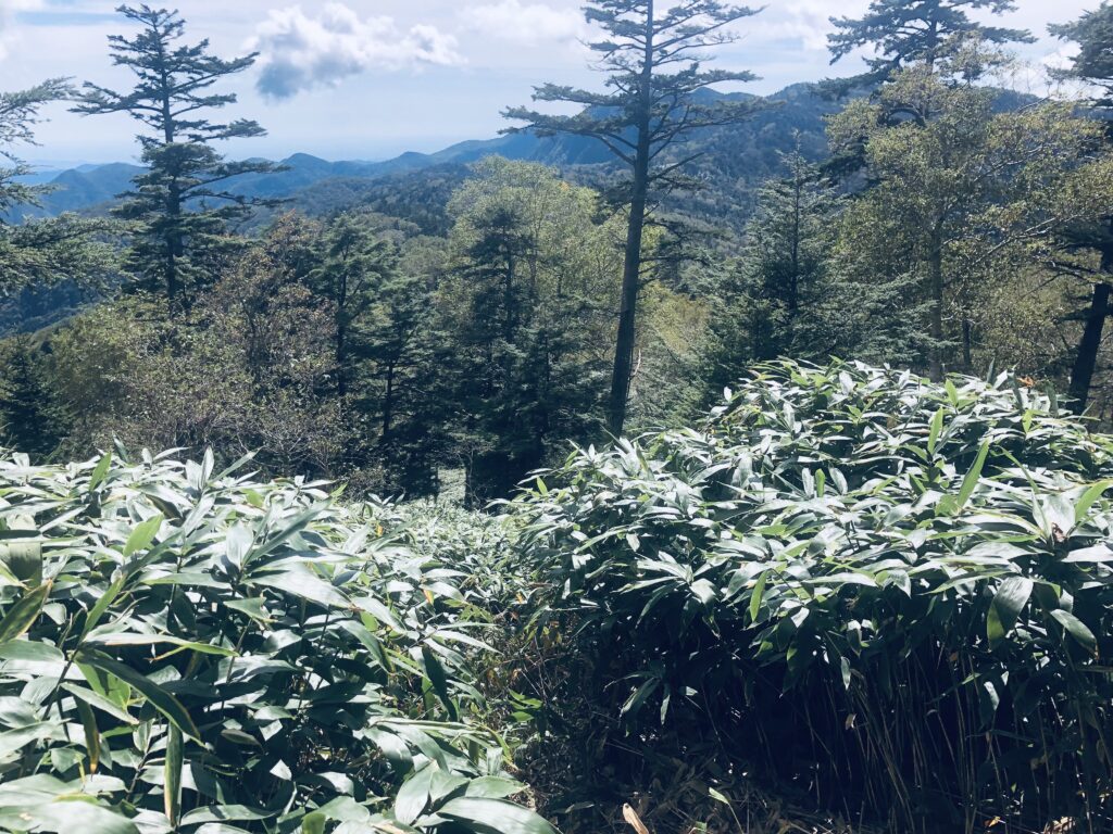 笹藪が始まりました