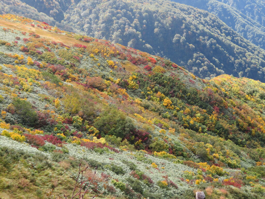 みごとな紅葉①