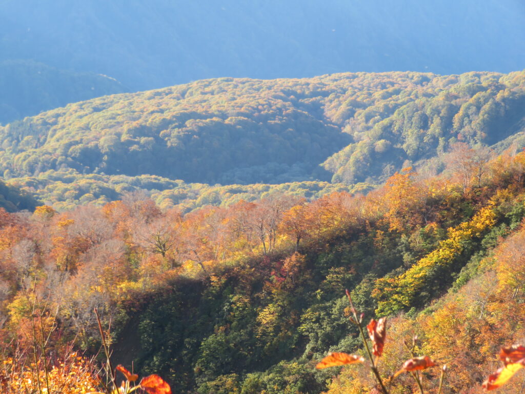 通ってきたブナ平
ブナの紅葉はなんか綺麗