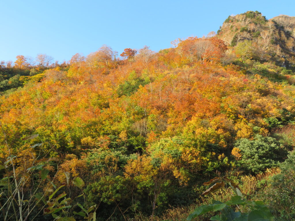 紅葉が綺麗ですね