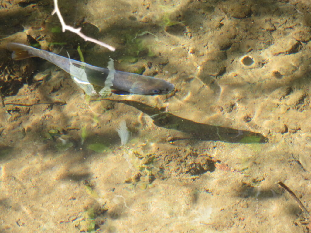 川魚がいっぱい
AI調べでアユかイワナ
