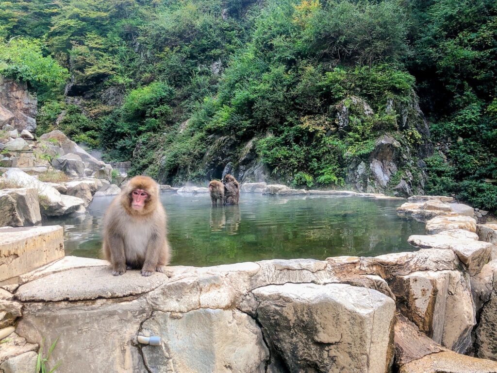 2匹のサルがお湯に浸かり毛づくろいをしています