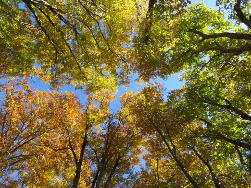 ブナ平まで下山してきました
朝は暗かったけど、明るくなってブナが綺麗!