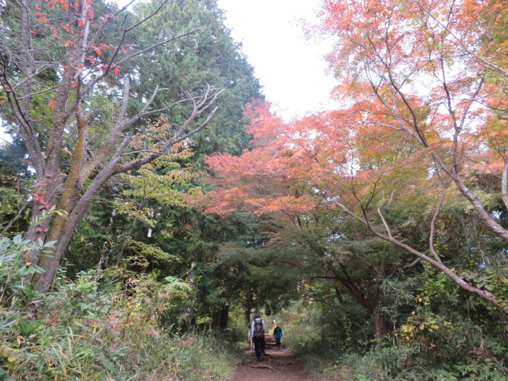 鮮やかな紅葉を眺めながら歩きます