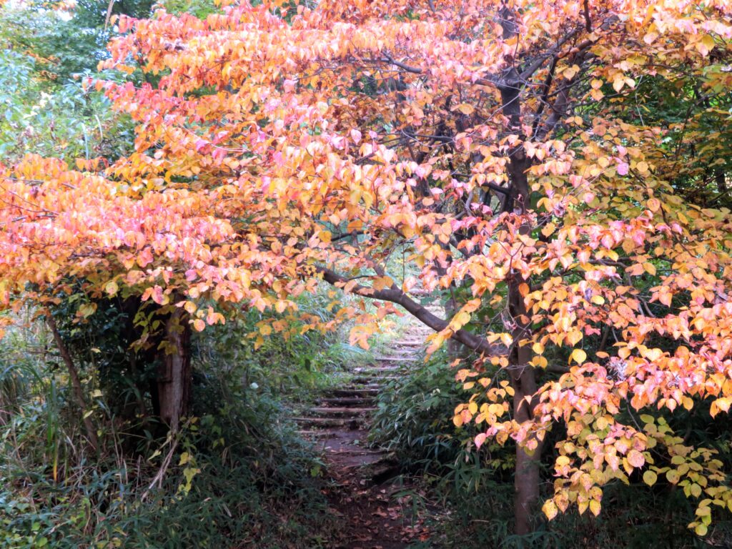 紅葉のトンネル