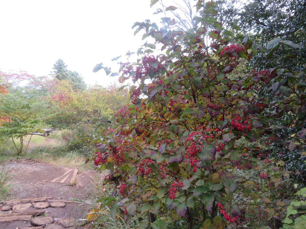 赤が綺麗(ガマズミ)