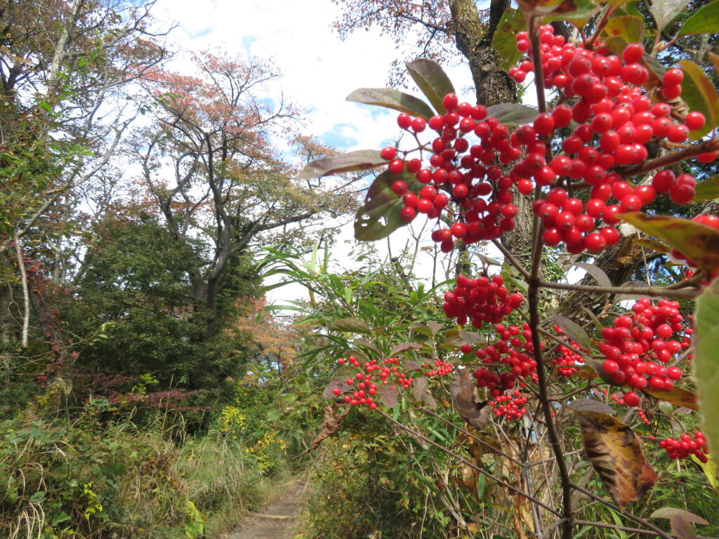 赤く綺麗なガマズミと登山道